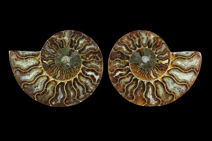 Sliced Ammonite Fossil - Agatized #124990